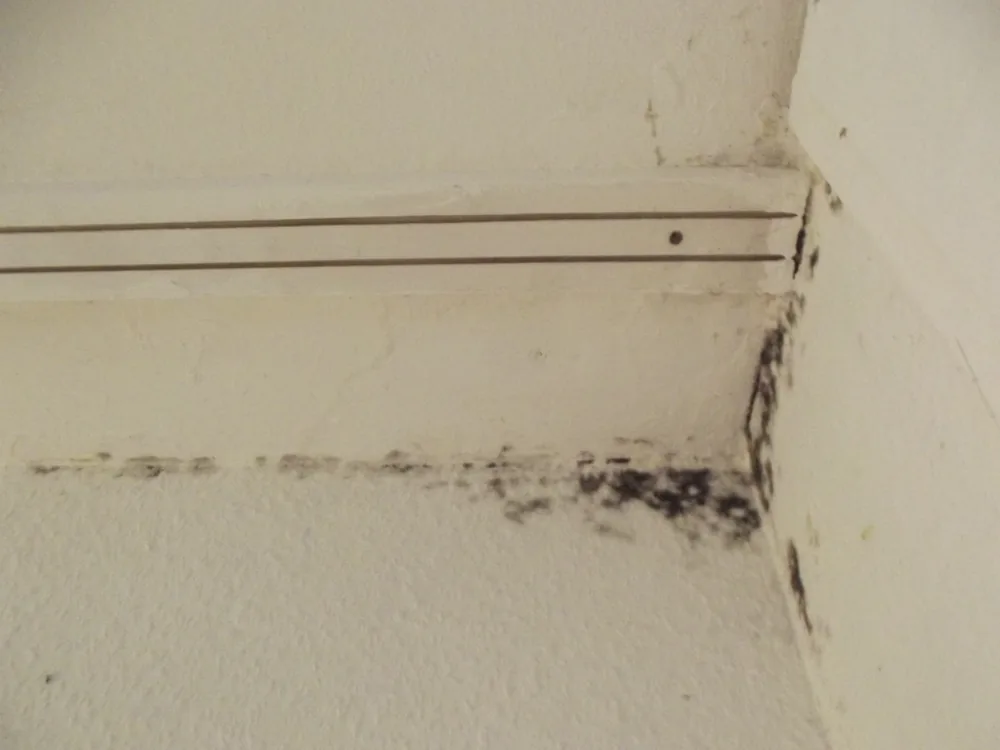 Technician in protective gear removing a mold-damaged wall in a Signal Hill home